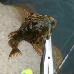 障泥烏賊2杯、キジハタ2匹、アナハゼ1匹、ダツ1