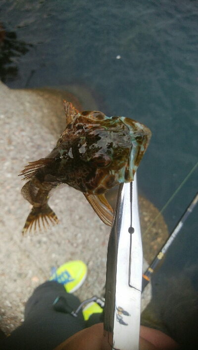 障泥烏賊2杯、キジハタ2匹、アナハゼ1匹、ダツ1