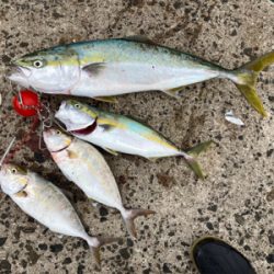 ブリ70センチを頭に、3本の青物釣果！