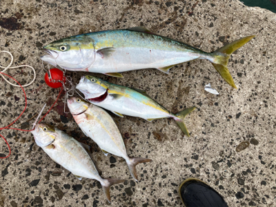 ブリ70センチを頭に、3本の青物釣果！