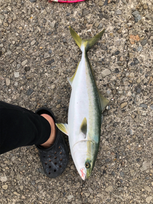 ついに釣れた(  - ̀ω -́  )✧