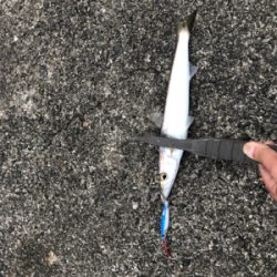 カマスボチボチ釣れた