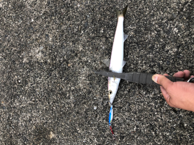 カマスボチボチ釣れた