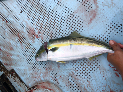台風が直撃せず、それたのに、、、