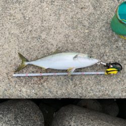 メジロ！貝塚人工島デイゲーム