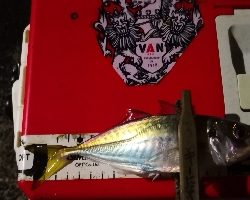 アジング練習 193