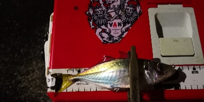 アジング練習 193