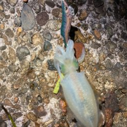 ちょっと大っきくなってきた