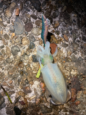 ちょっと大っきくなってきた