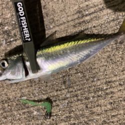 アジもタチウオも何処へ行った？