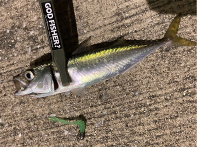 アジもタチウオも何処へ行った？