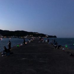 アジはいるが、、？