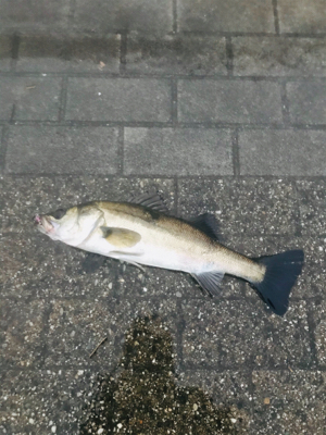 コスモスクエア釣果