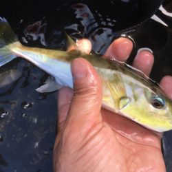 伊良湖サーフから西の浜サーフにて投げ釣りとジギング