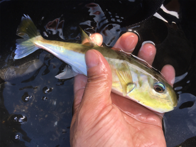 伊良湖サーフから西の浜サーフにて投げ釣りとジギング