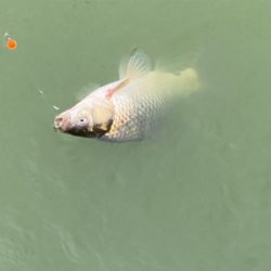 モツゴ　サビキで