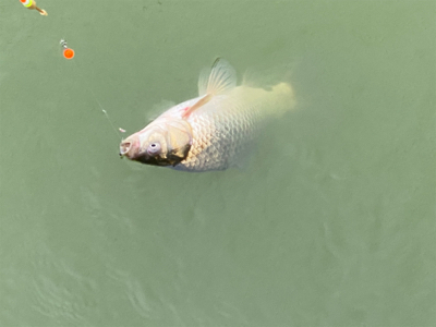 モツゴ　サビキで