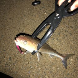 ライトショアジギング