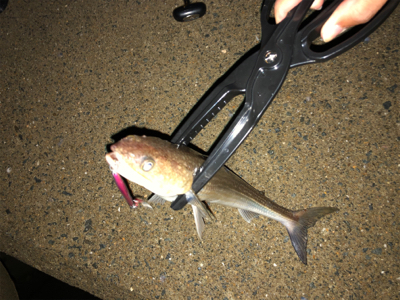 ライトショアジギング