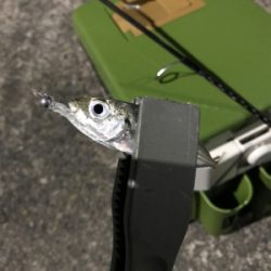 久々のナイトゲーム！