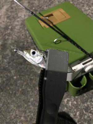 久々のナイトゲーム！