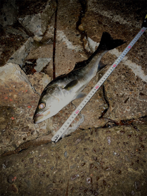 仕事終わりに1時間だけ