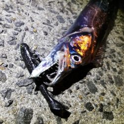 ~タチウオがいつまで釣れるかを予想する会~