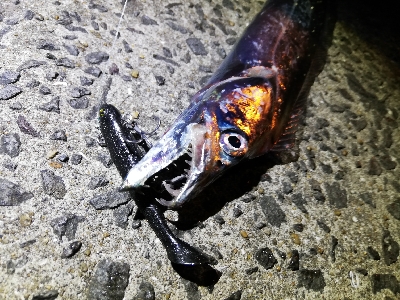 ~タチウオがいつまで釣れるかを予想する会~