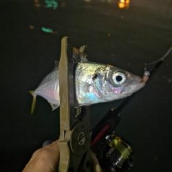 アジング練習 194