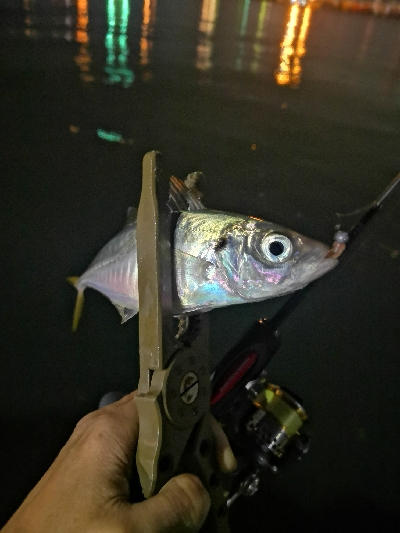 アジング練習 194