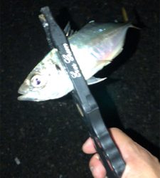 アジングナイト