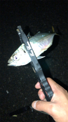 アジングナイト