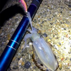 やっとアオリ１杯σ(^_^;)