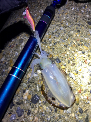 やっとアオリ１杯σ(^_^;)