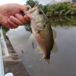 秋のバイブレーション