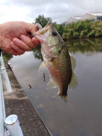 秋のバイブレーション