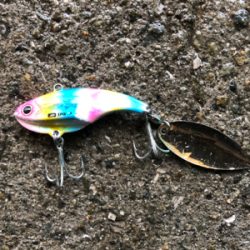 今年初青物はメジロでした