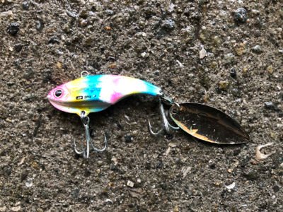 今年初青物はメジロでした