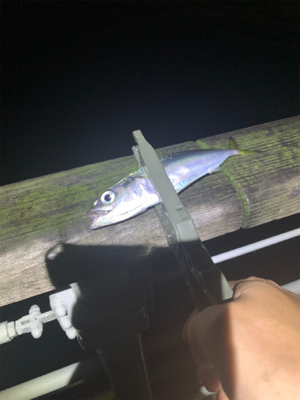 コスモで太刀魚