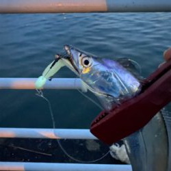 ホームもやっと開幕