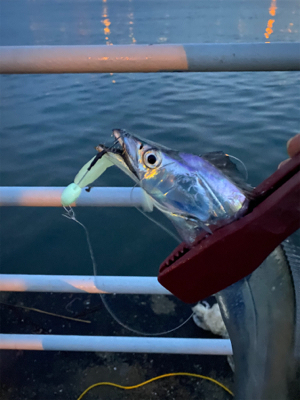 ホームもやっと開幕