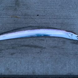 タチウオワインドスタート