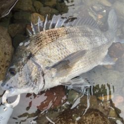 ショアジギングで、まさかの本チヌ釣れました！！