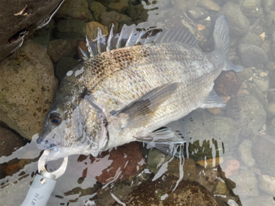 ショアジギングで、まさかの本チヌ釣れました！！