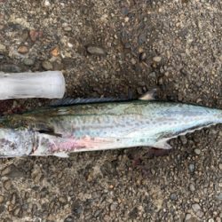 ショアジギング