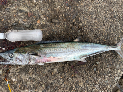 ショアジギング