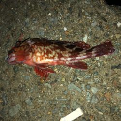 雰囲気抜群でしたが。