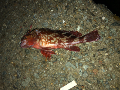 雰囲気抜群でしたが。