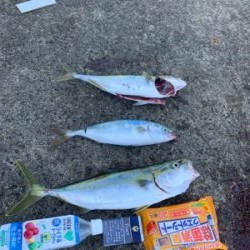 淡路島でハマチ！