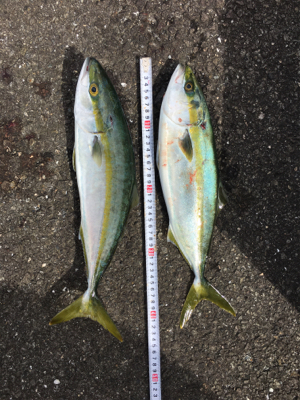 爆風の中、ただ巻きで釣れました。